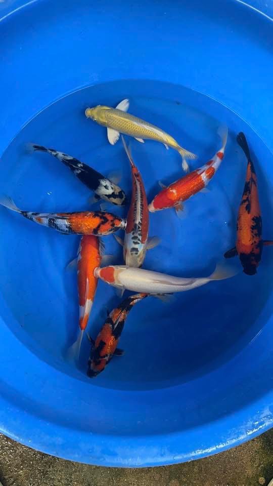 chợ cá koi miền nam