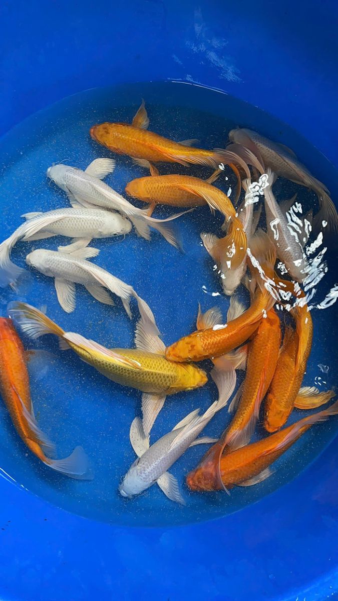cá chép phi tần