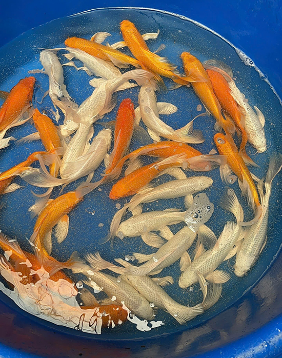 cá chép phi tần