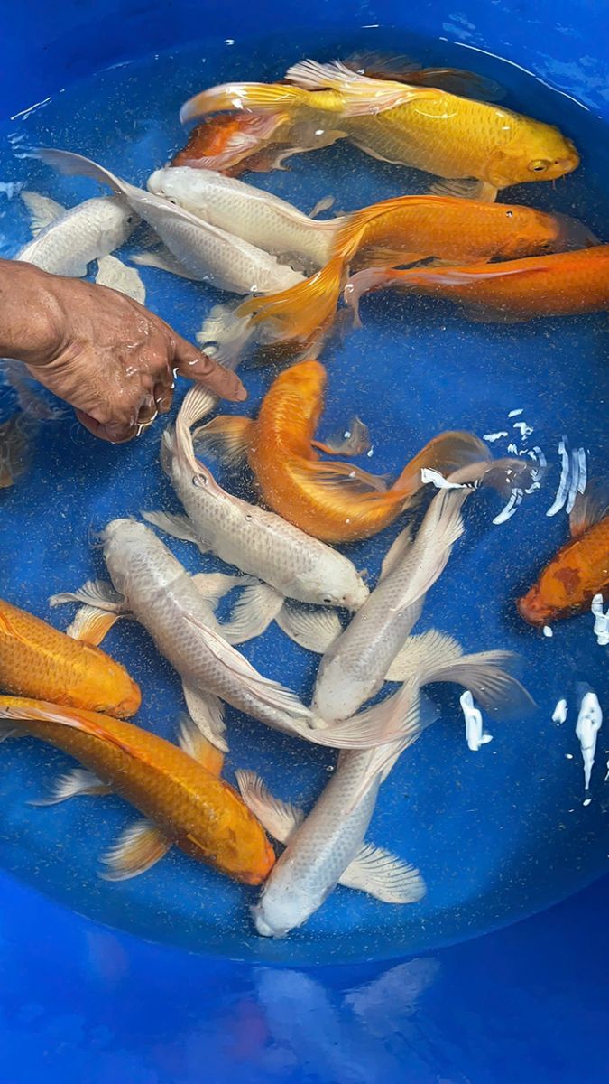 cá chép phi tần