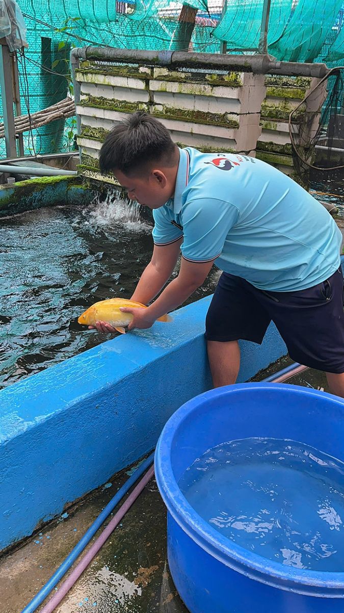 cá chép phi tần giá rẻ