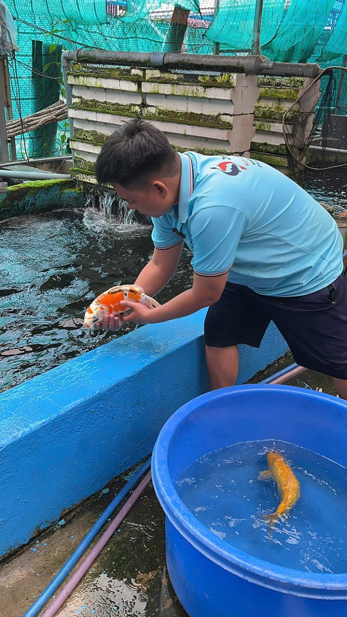 cá chép phi tần giá rẻ