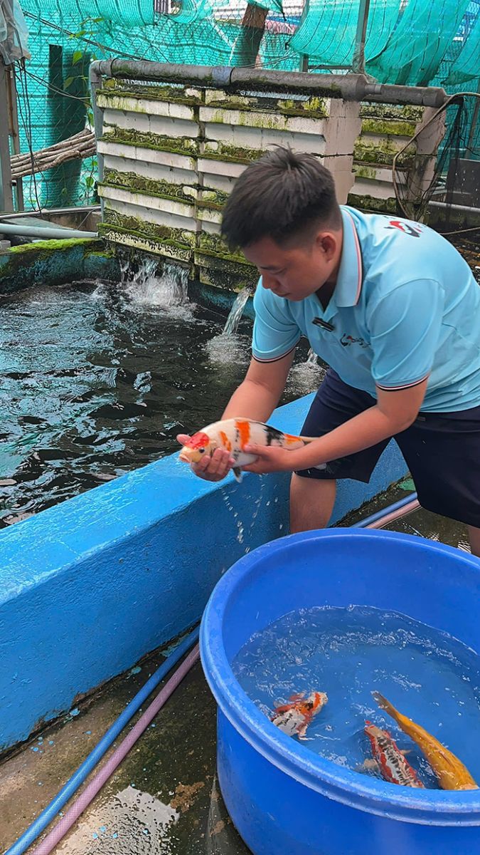 cá chép phi tần giá rẻ