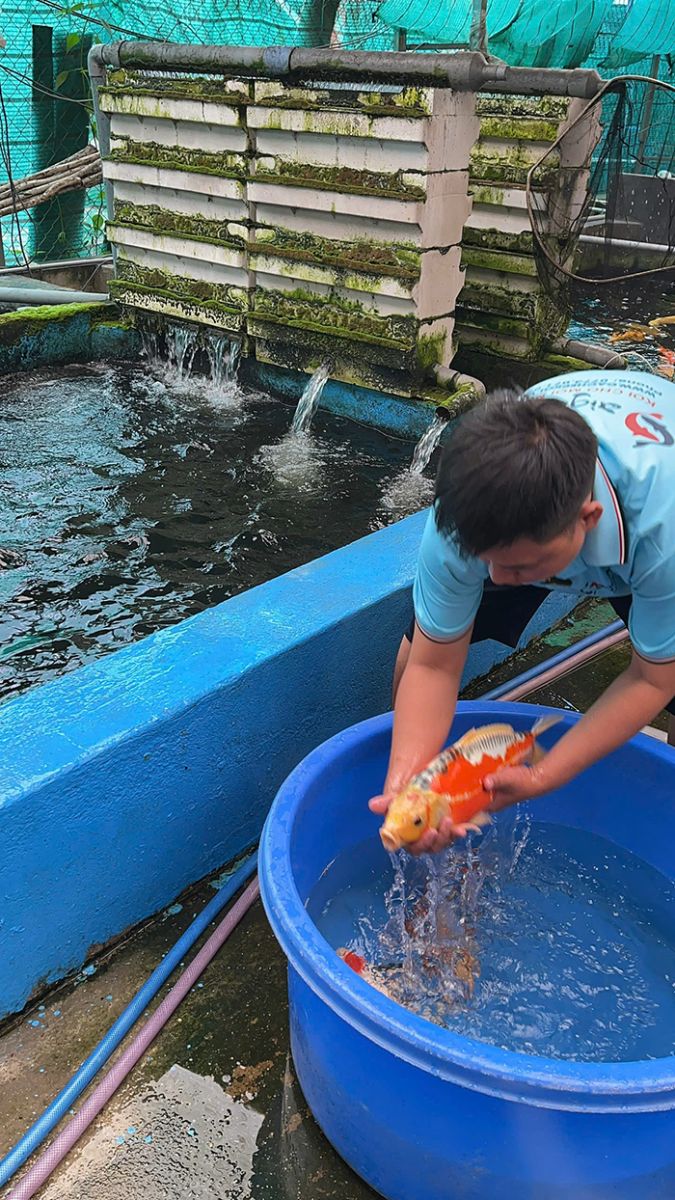 cá chép phi tần giá rẻ