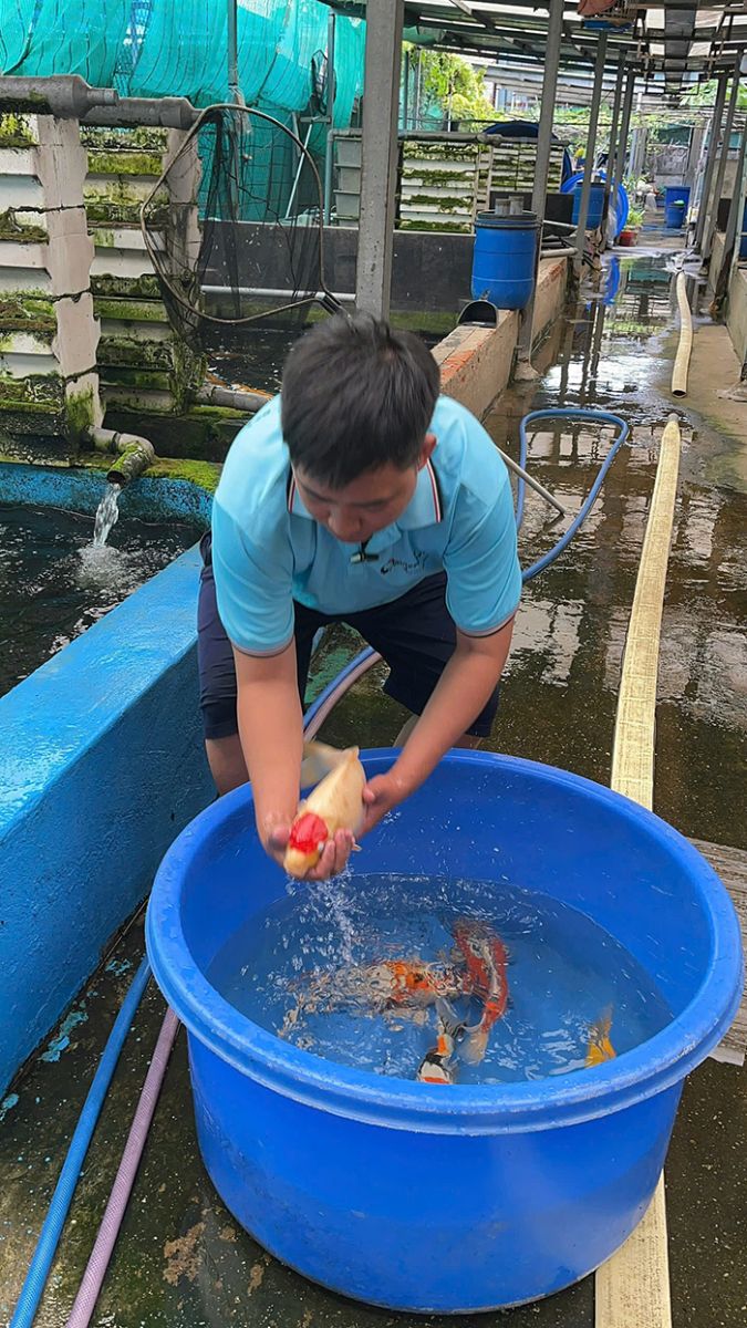 cá chép phi tần giá rẻ
