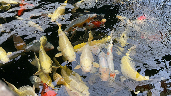 cá chép phi tần giá rẻ