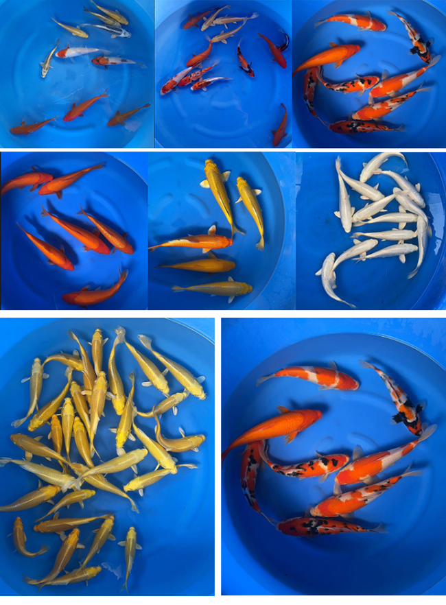 cá koi trung quốc