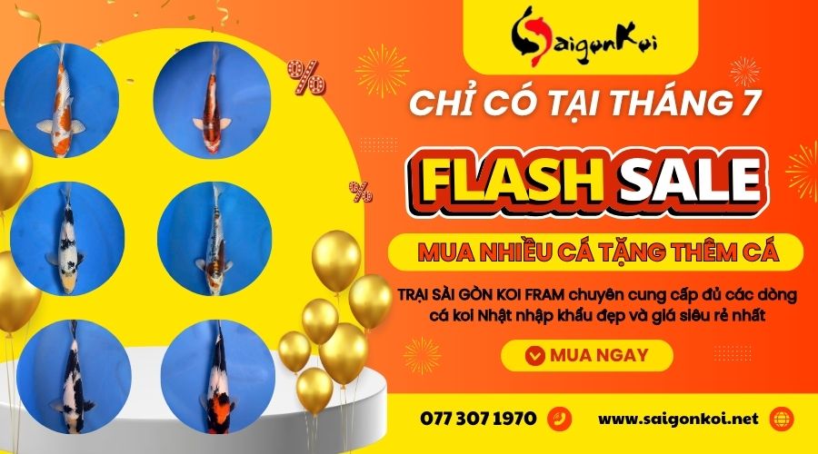 cá koi trung quốc