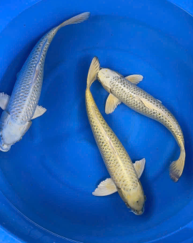 cá koi đồng nai