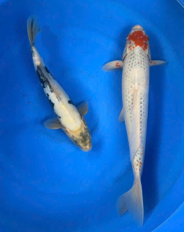 cá koi bình dương