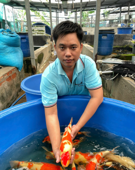 cá koi nhật mới T7 đã về
