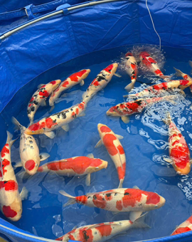 cá koi nhật sài gòn