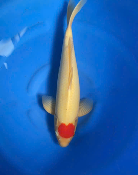 cá koi tây ninh