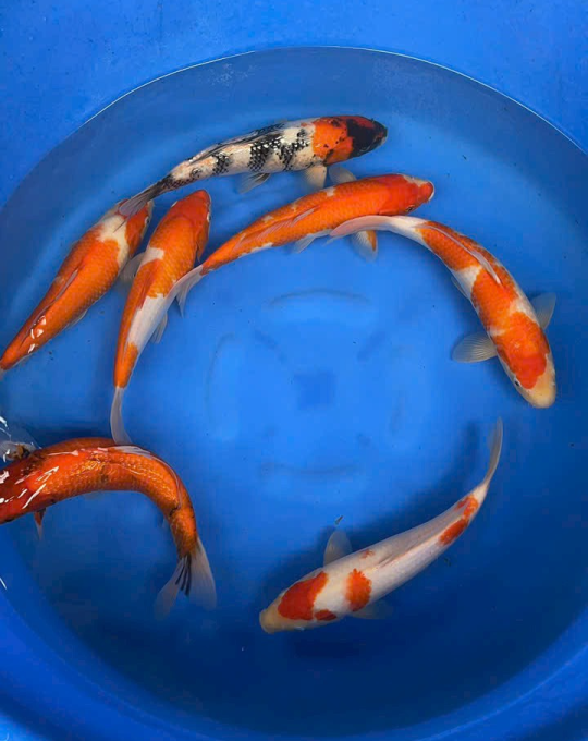 cá koi cần thơ