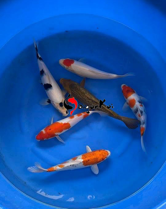 cá mùa tết SP 01