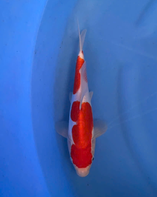 cá koi bến tre