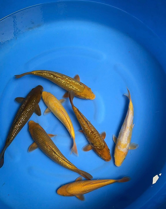 cá koi nhật M002T04