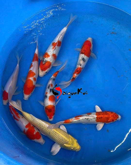 cá mùa tết SP 02