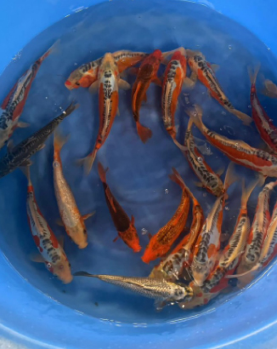 cá koi nhật