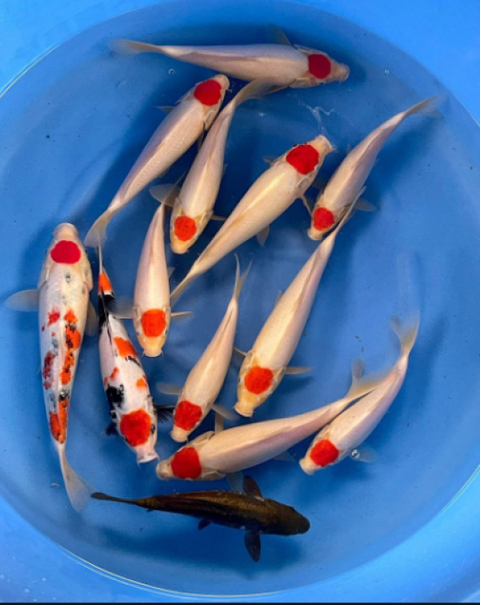 cá koi nhật