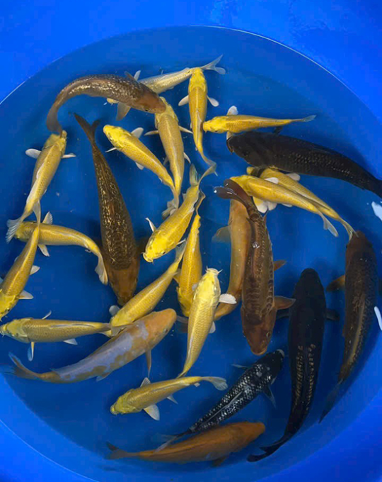 cá koi nhật M003T04