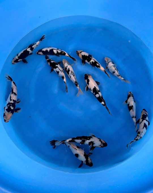 cá koi kích thước nhỏ