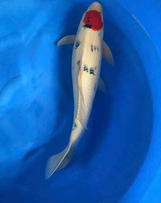 cá koi long an