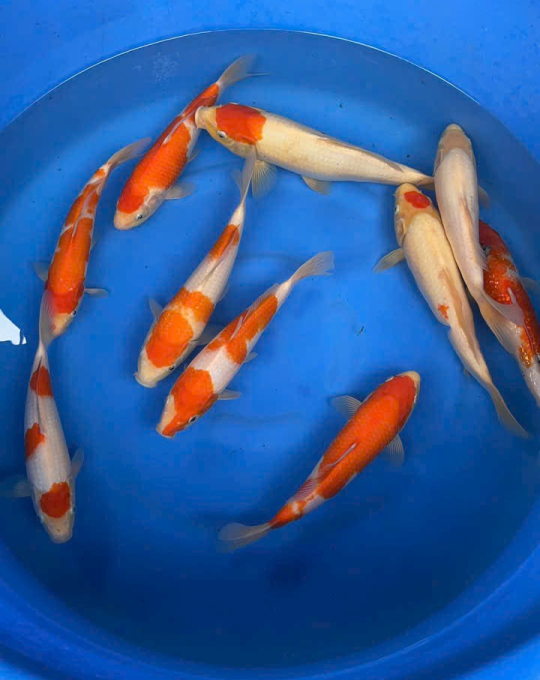 cá koi vĩnh long