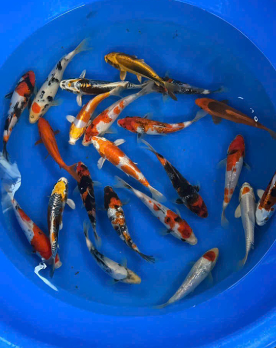 cá koi nhật M004T04