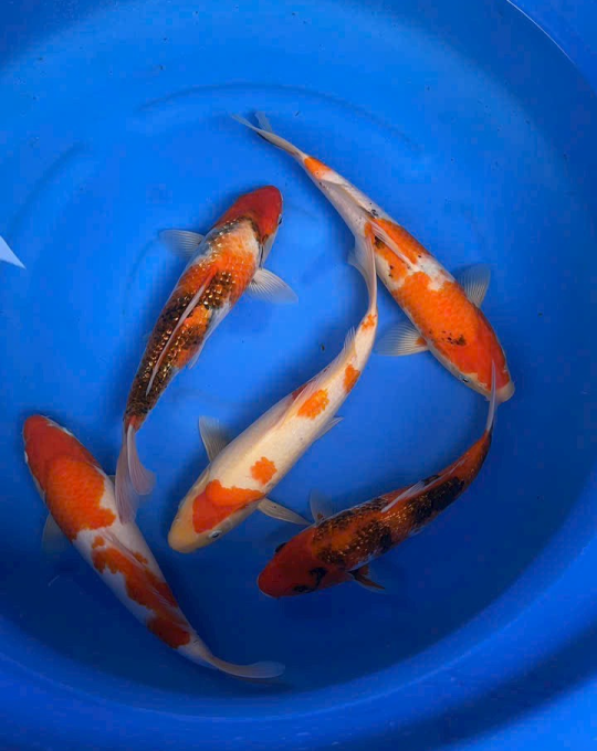 cá koi đồng tháp