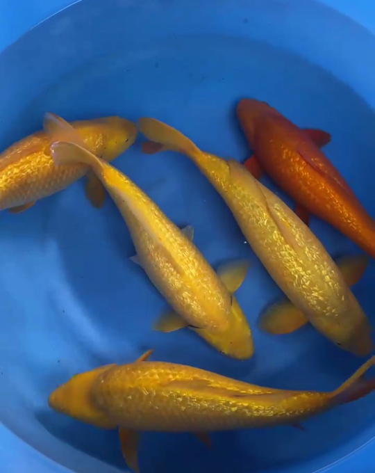 cá koi nhật M001T05