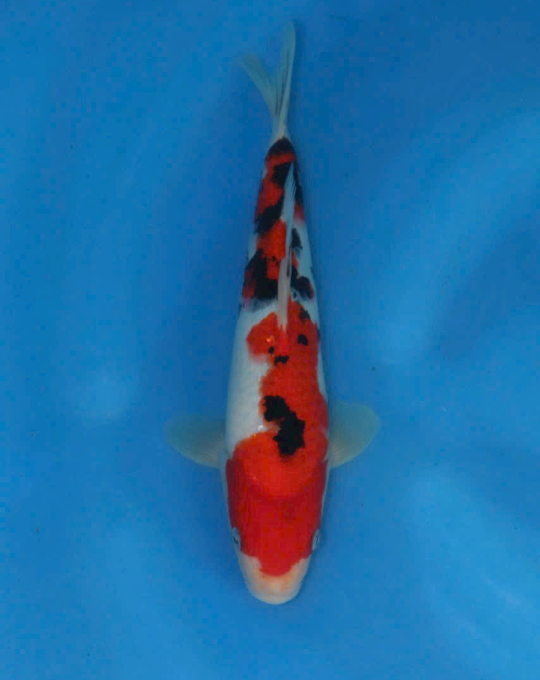 cá koi