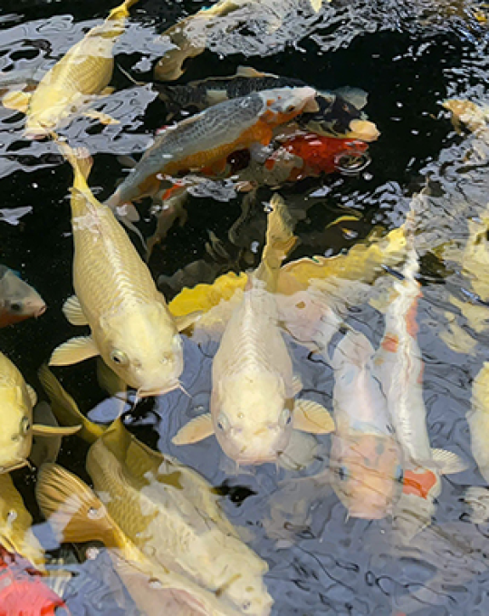 cá chép phi tần giá rẻ