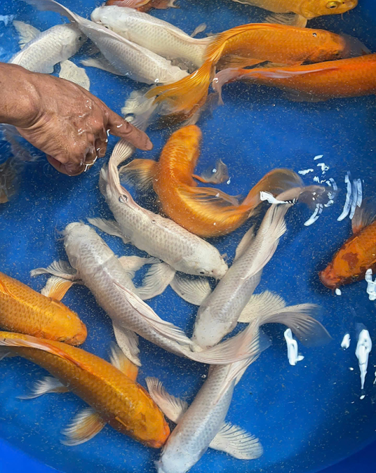 cá koi đồng tháp